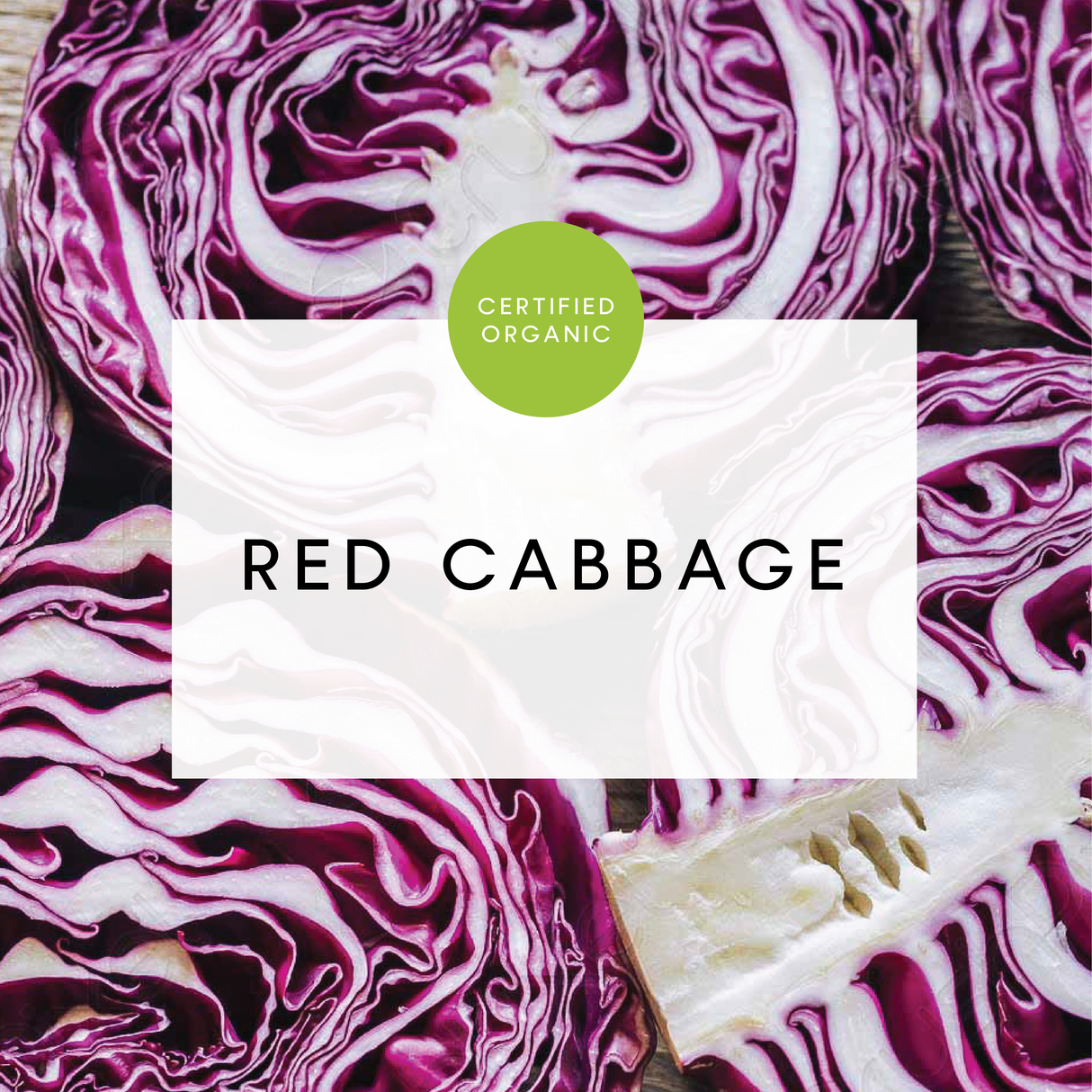 Cabbage Red - Half - (Galea Farm - QLD)