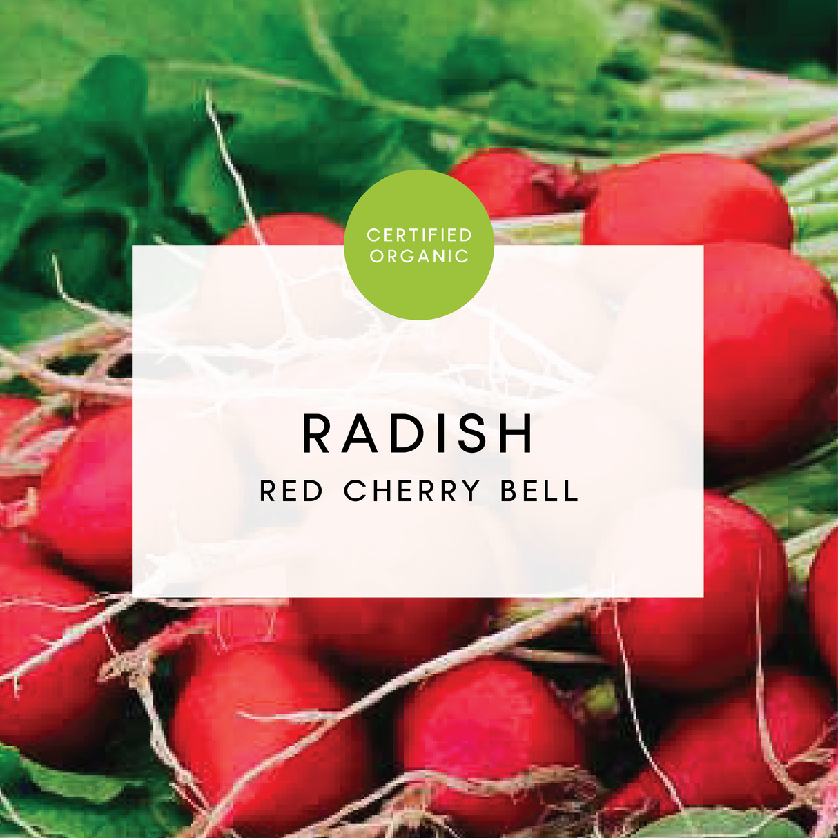 Radish Bunch - Limited - (Galea Farm - NSW)