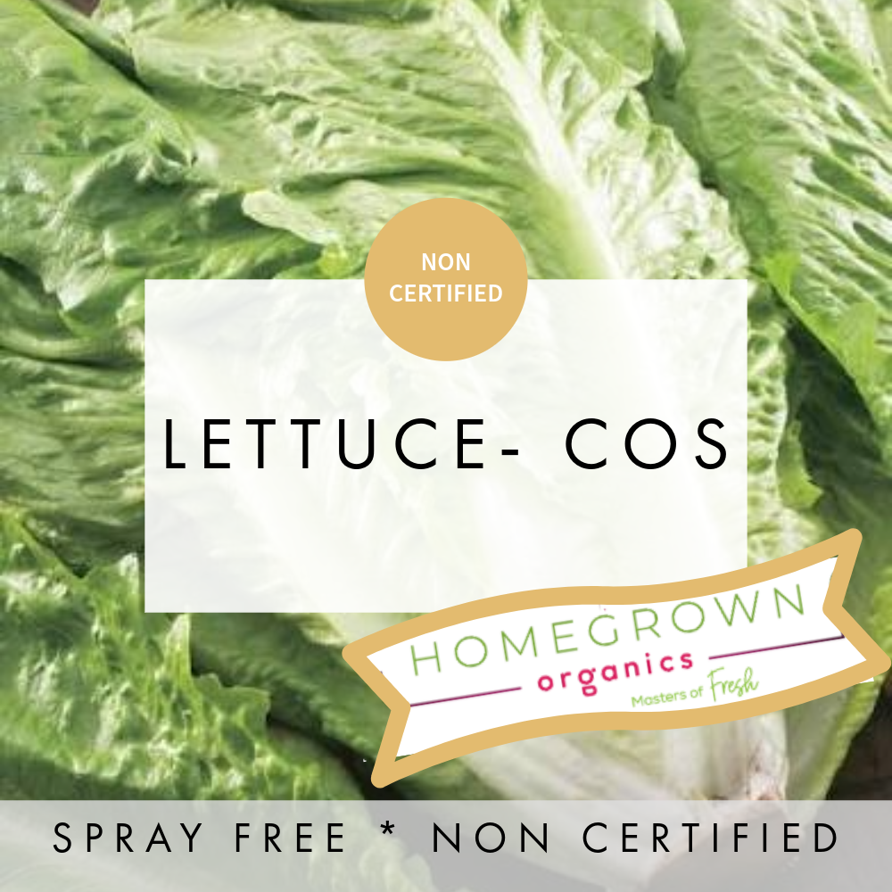Lettuce - Cos