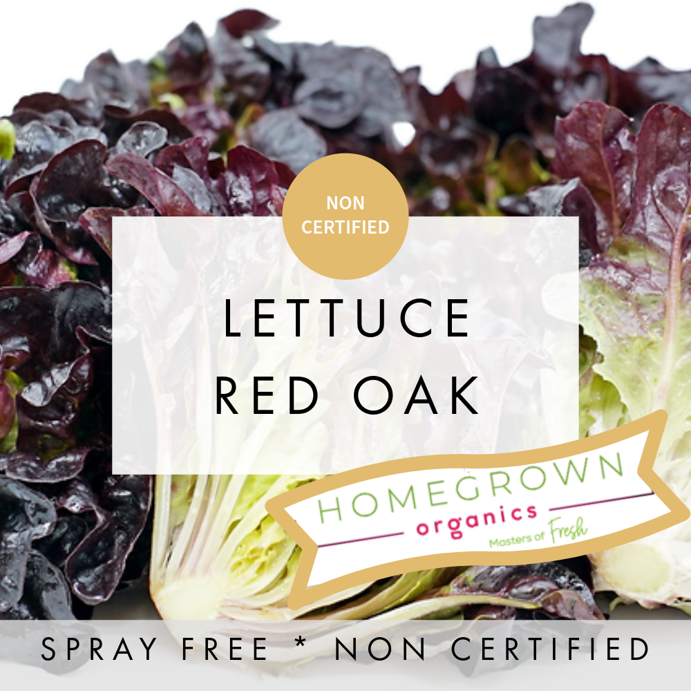 Lettuce - Red Oak