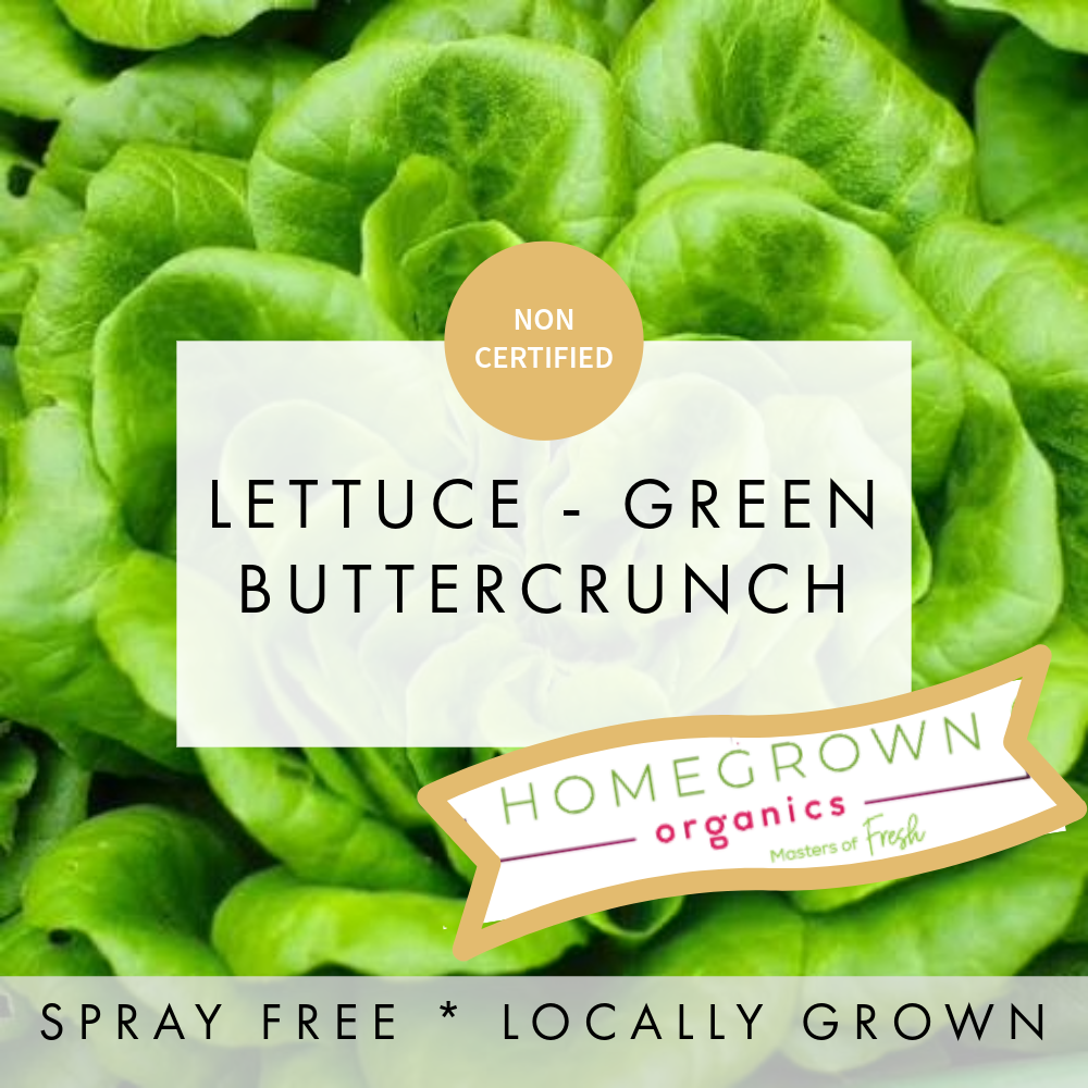Lettuce Butterhead