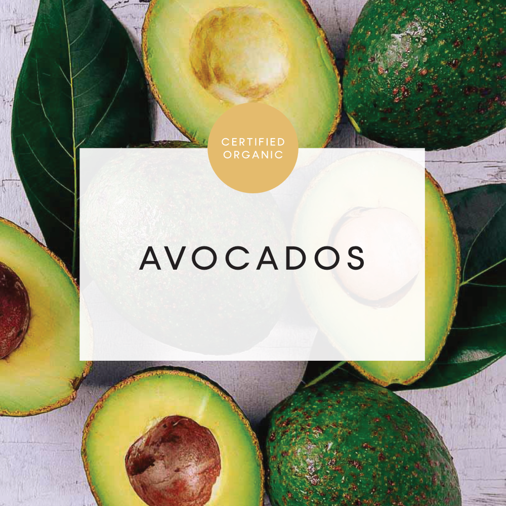 Avocado Large - HASS Variety - Locally Sourced (Red Plateau Farm - Comboyne)