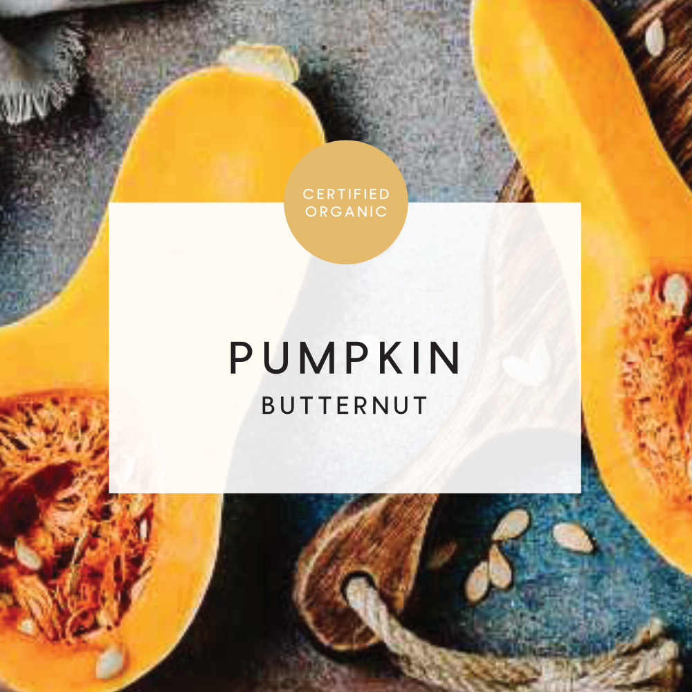 Pumpkin Butternut - approx 600 to 800g - (Whitestone Farm -QLD)