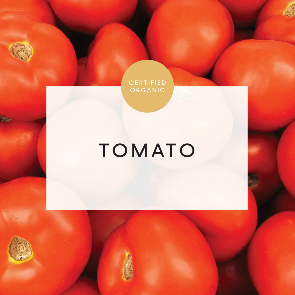 Tomato Round - LIMITED (Lower Don Farm - QLD)