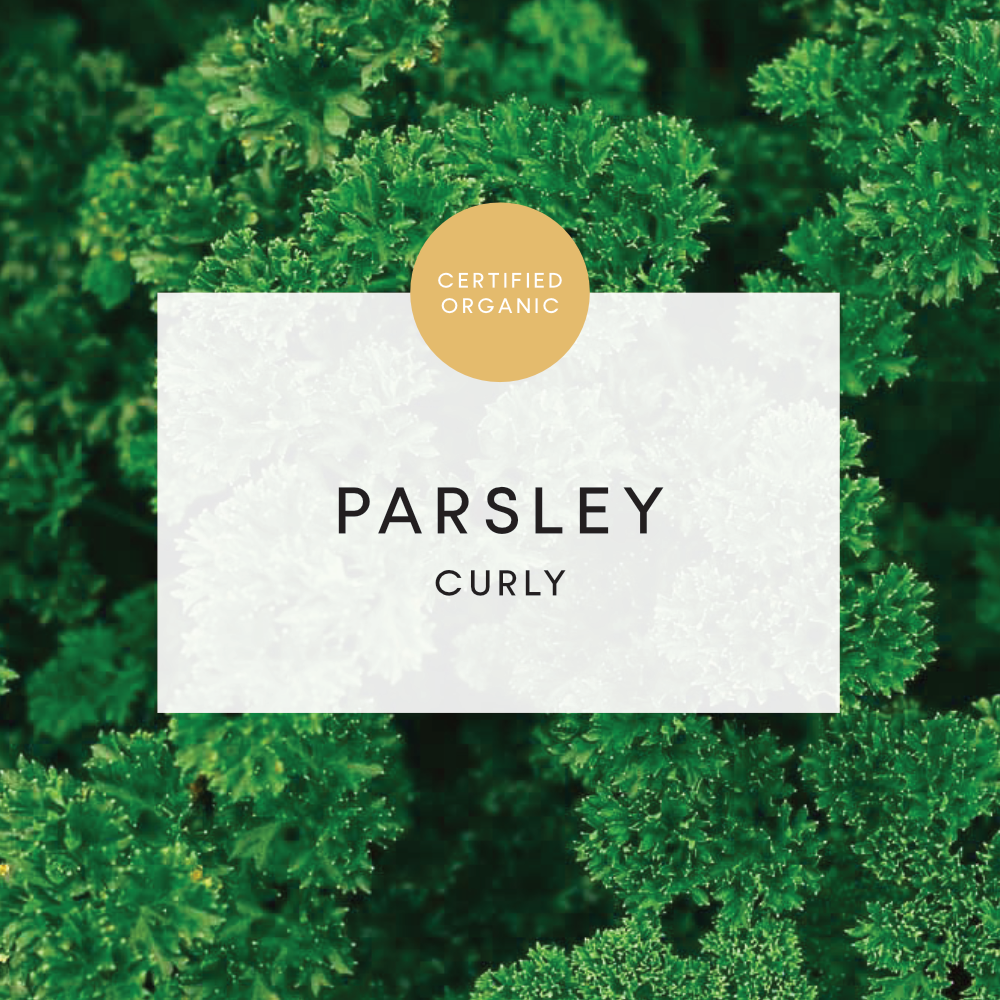 Parsley Curly Bunch - (Coolibah Farm - VIC)