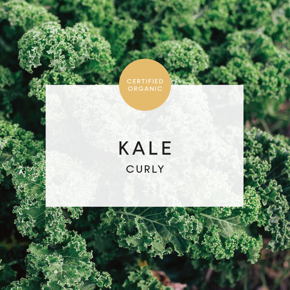 Kale Curly Bunch - (Galea Farm)