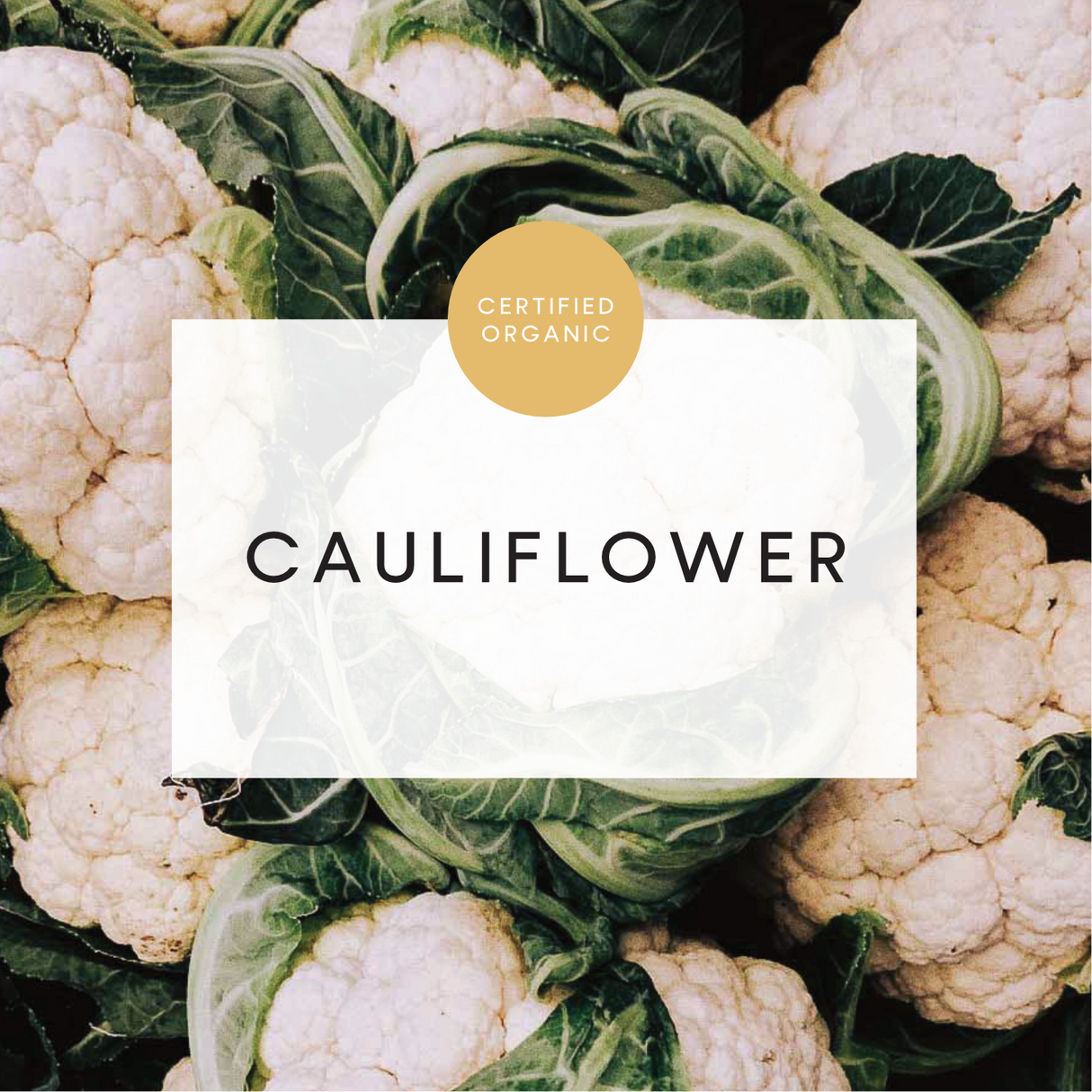 Cauliflower - *WHOLE* Small Head - (Eldridge Farm - SA)