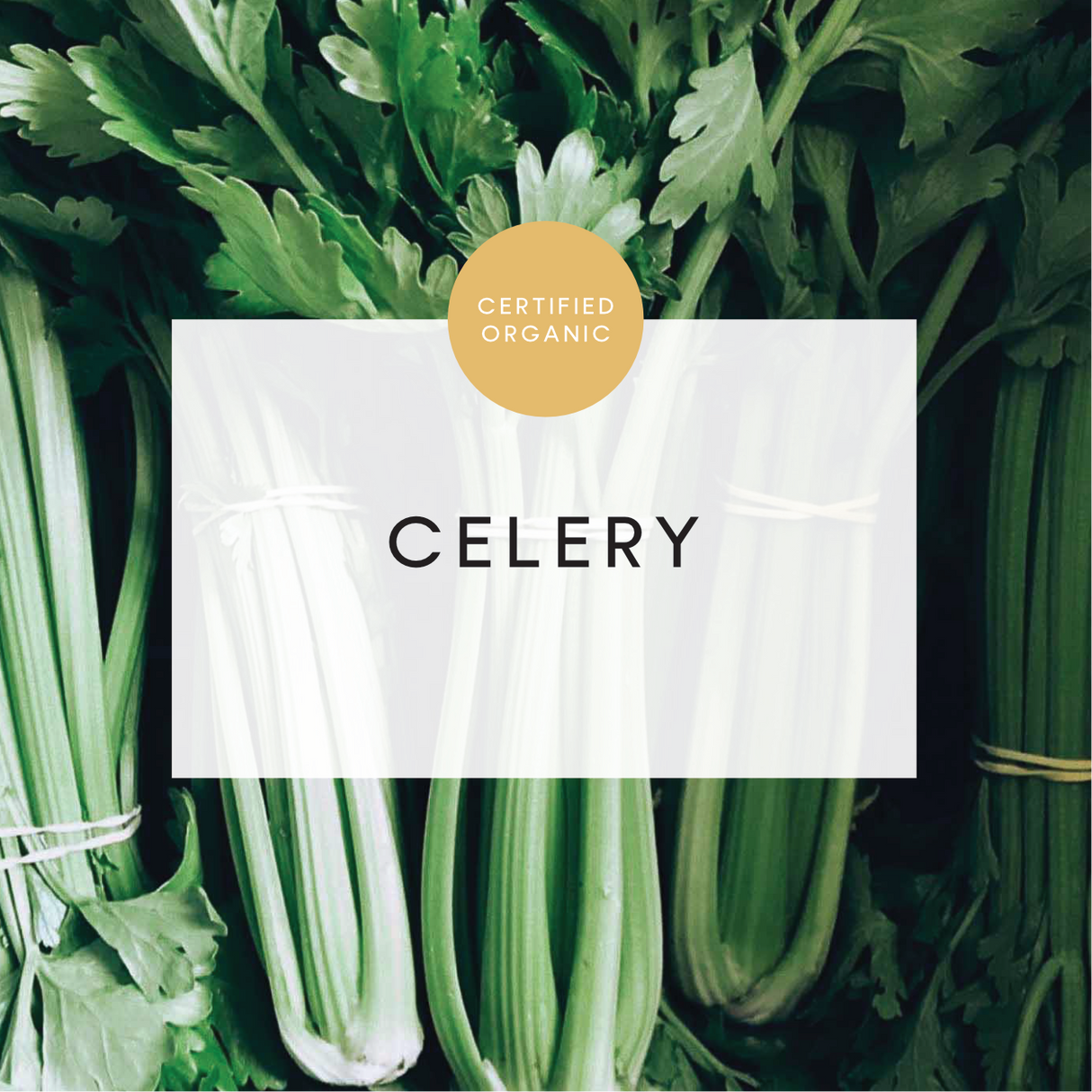 Celery - Small HALF - Limited (Eldridge Farm - SA)