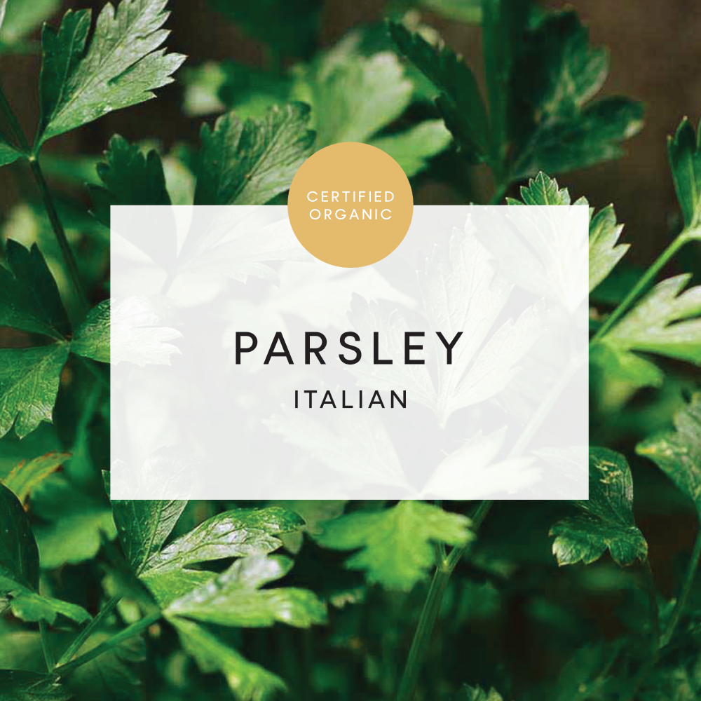 Parsley Italian Bunch - (Coolibah Farm - VIC)