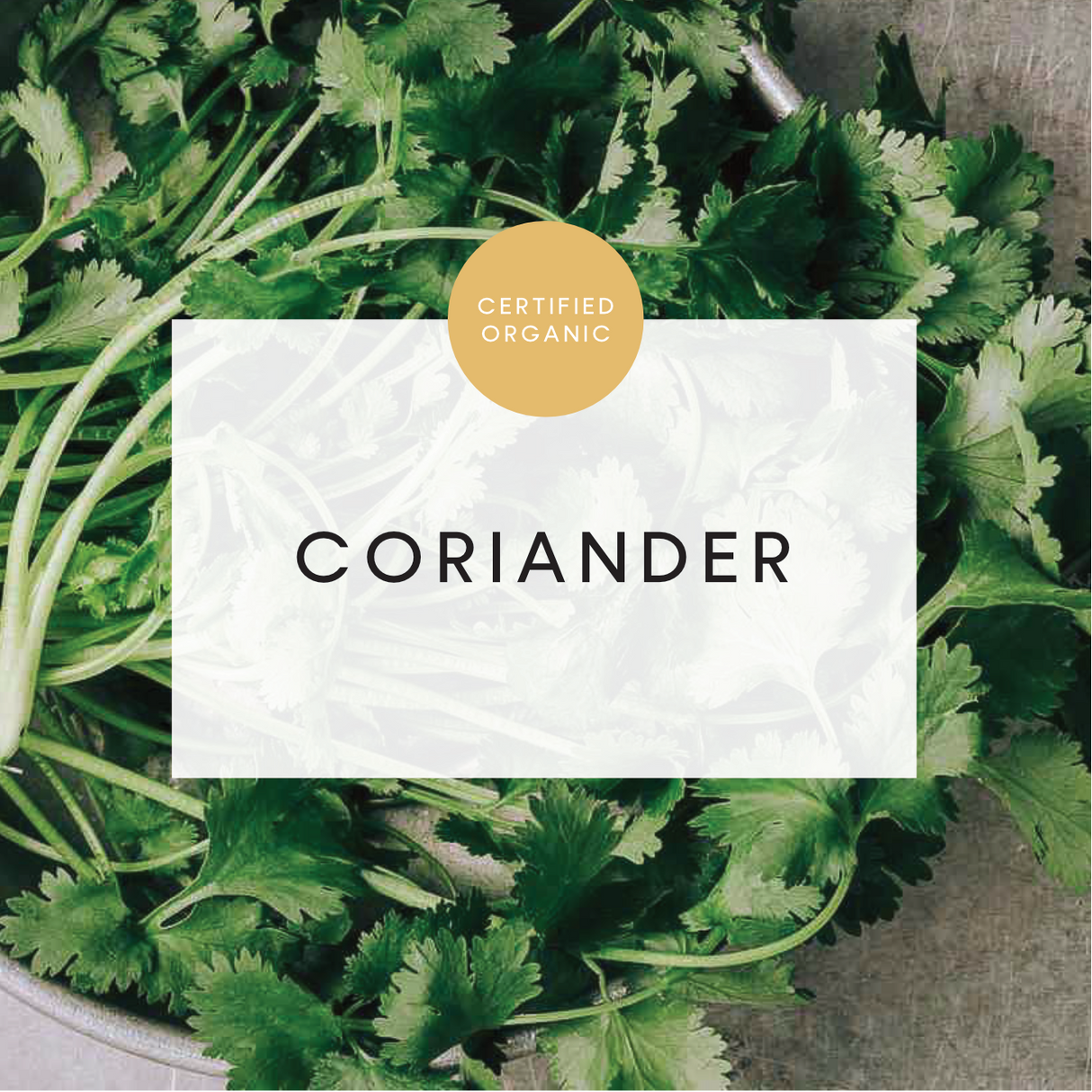 Coriander Bunch - (Coolibah Farm - VIC)