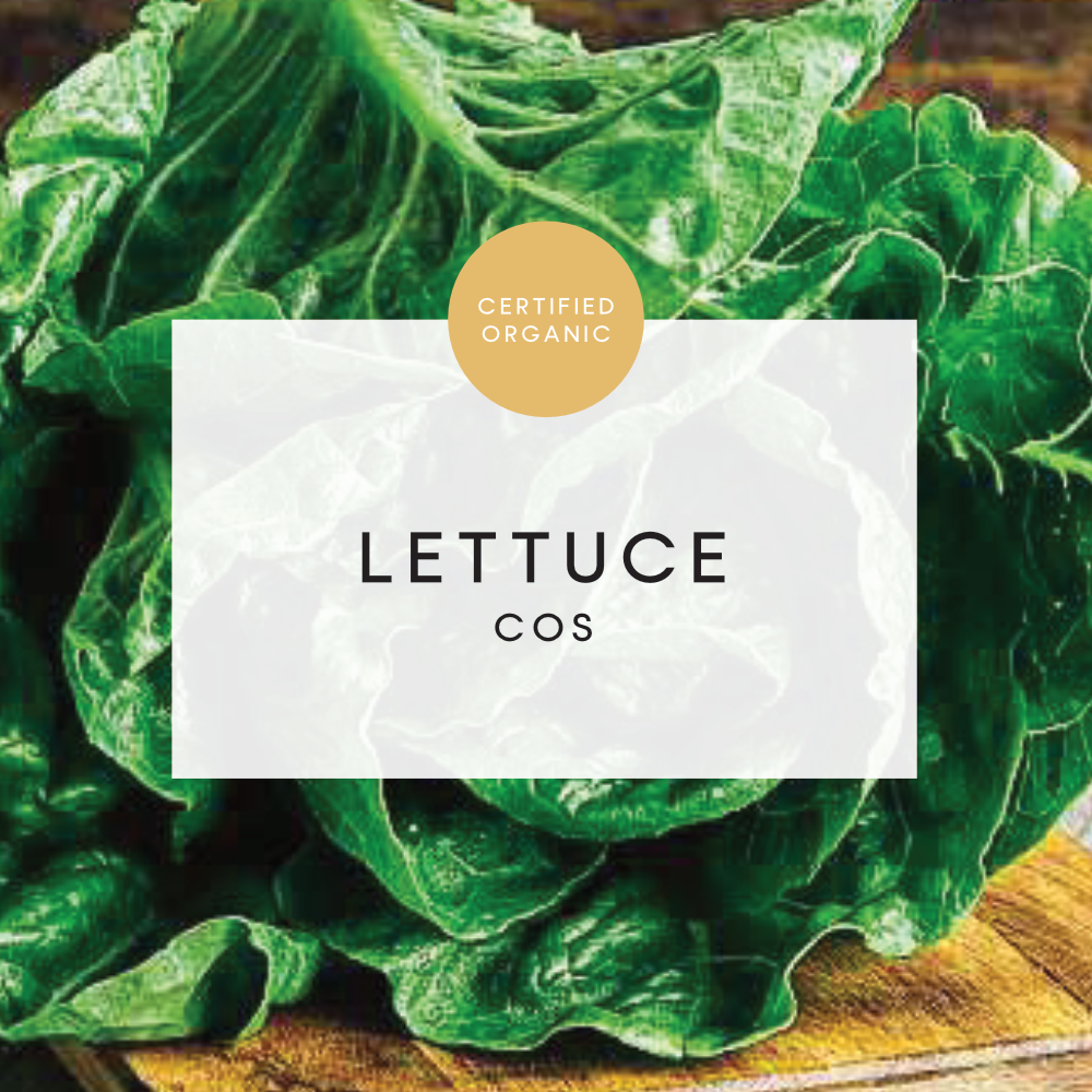 Lettuce Cos - (Galea Farm - NSW)