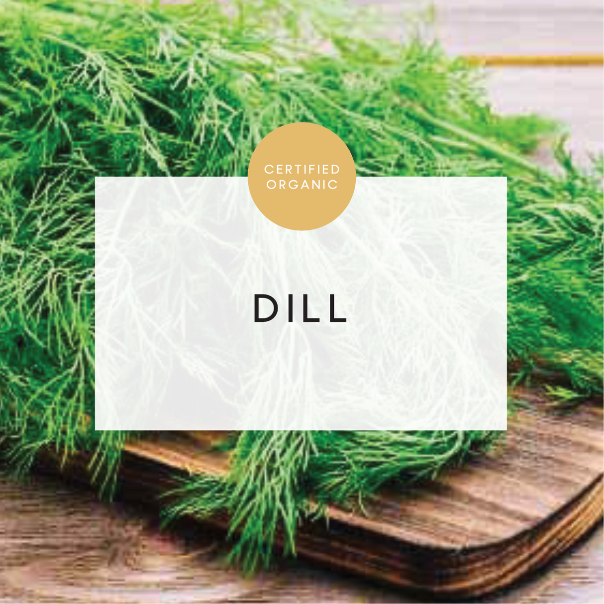 Dill Bunch - (Coolibah Farm - VIC)