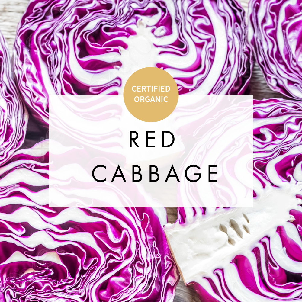 Cabbage Red