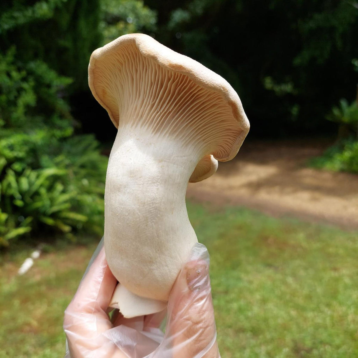 King Oyster Mushrooms - 200g - Locally Sourced - (Macwood Mushroom co - Hannam Vale)
