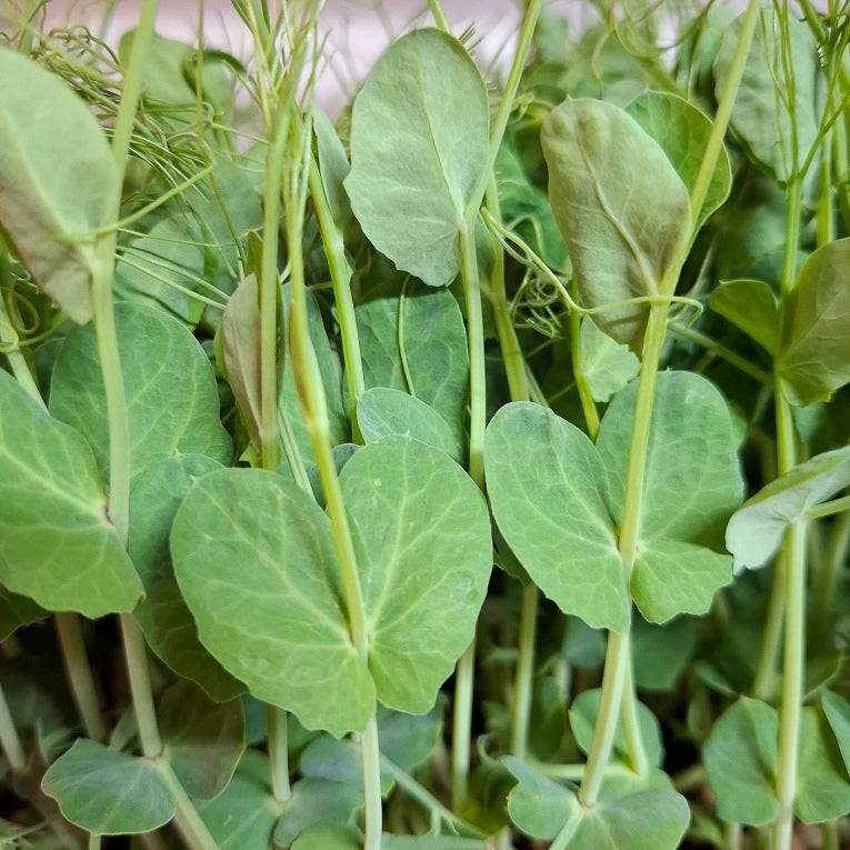 Pea Shoots - Locally Sourced (Petal & Sprout Farm)