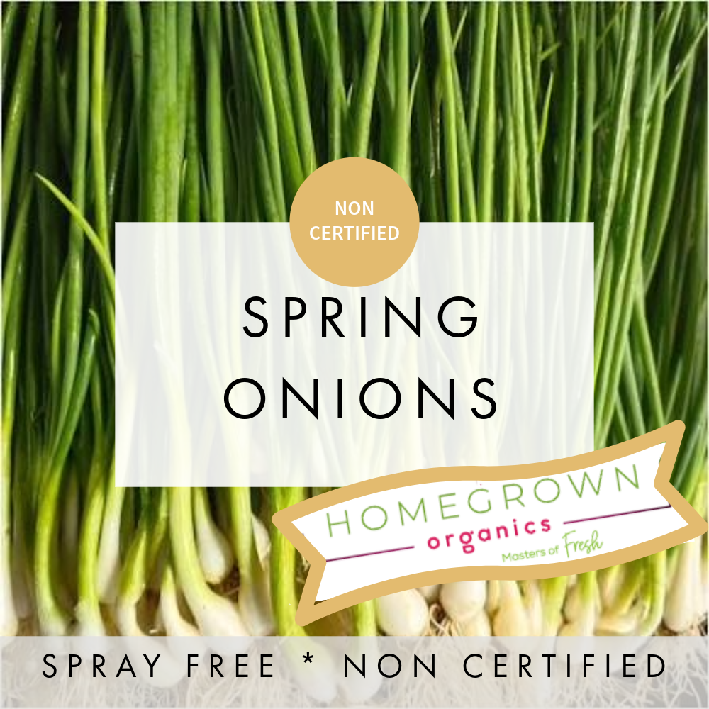Spring Onion