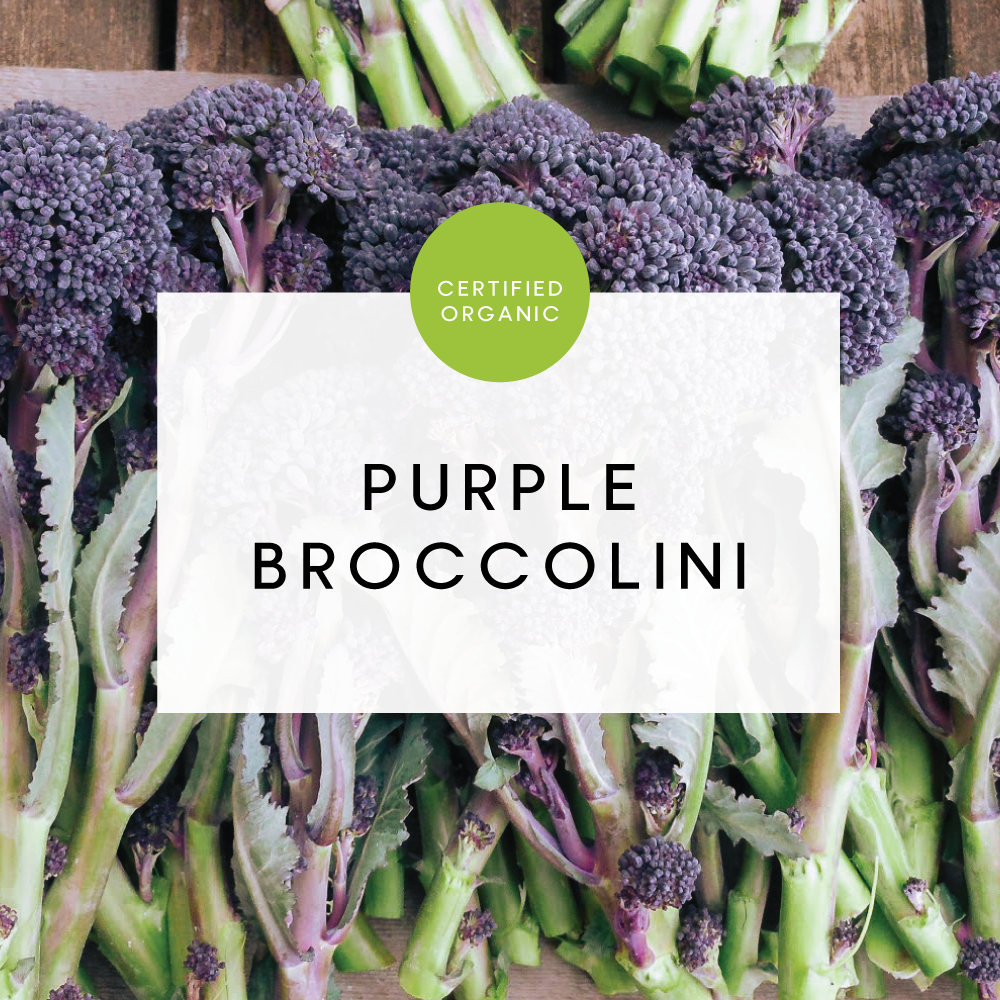 Broccolini Purple - (Peninsula Fresh Farm - VIC)