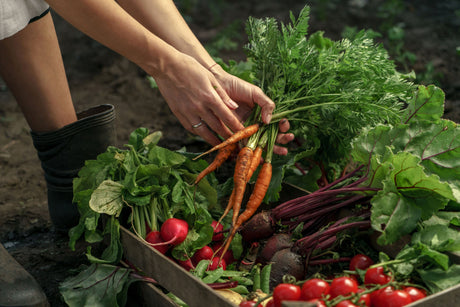 Organic vs. Conventional: What’s Really Different in Your Food?