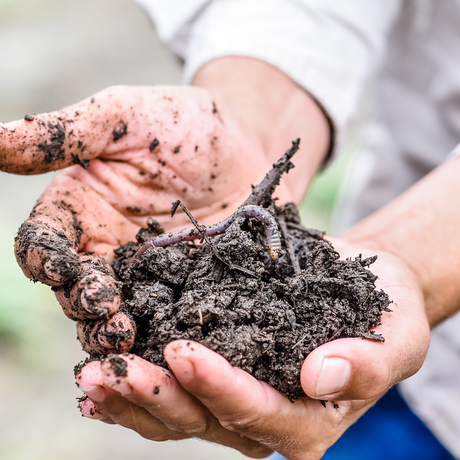 Let’s Shine Some Much Needed Light On Magnificent Soil!
