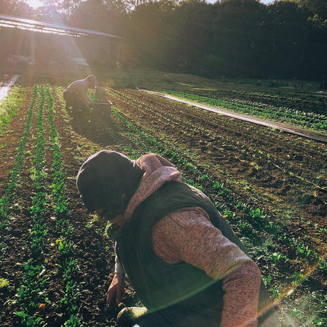 Roughly A Third Of All Aussie Farms Have Disappeared Since 2000