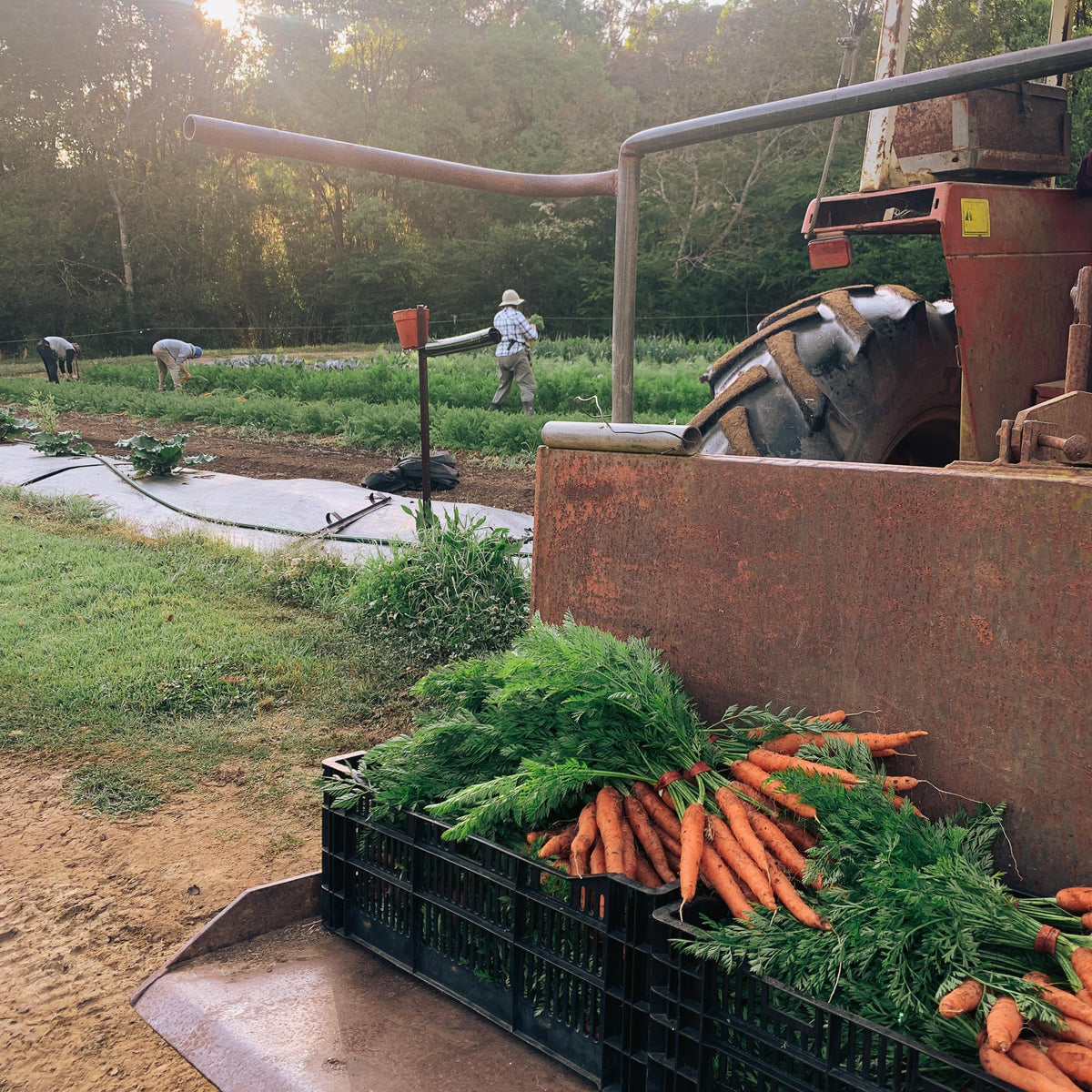 Outlawed Herbicide Dacthal in Australia – Sohip Organics