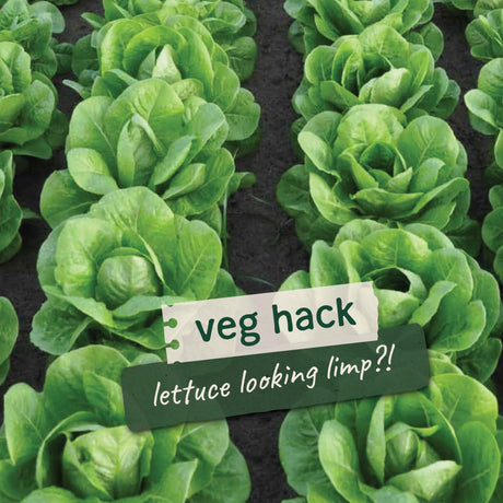 Save Wilted Lettuce