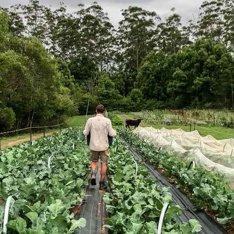 For Now... Saying Goodbye to Growing Brassica's