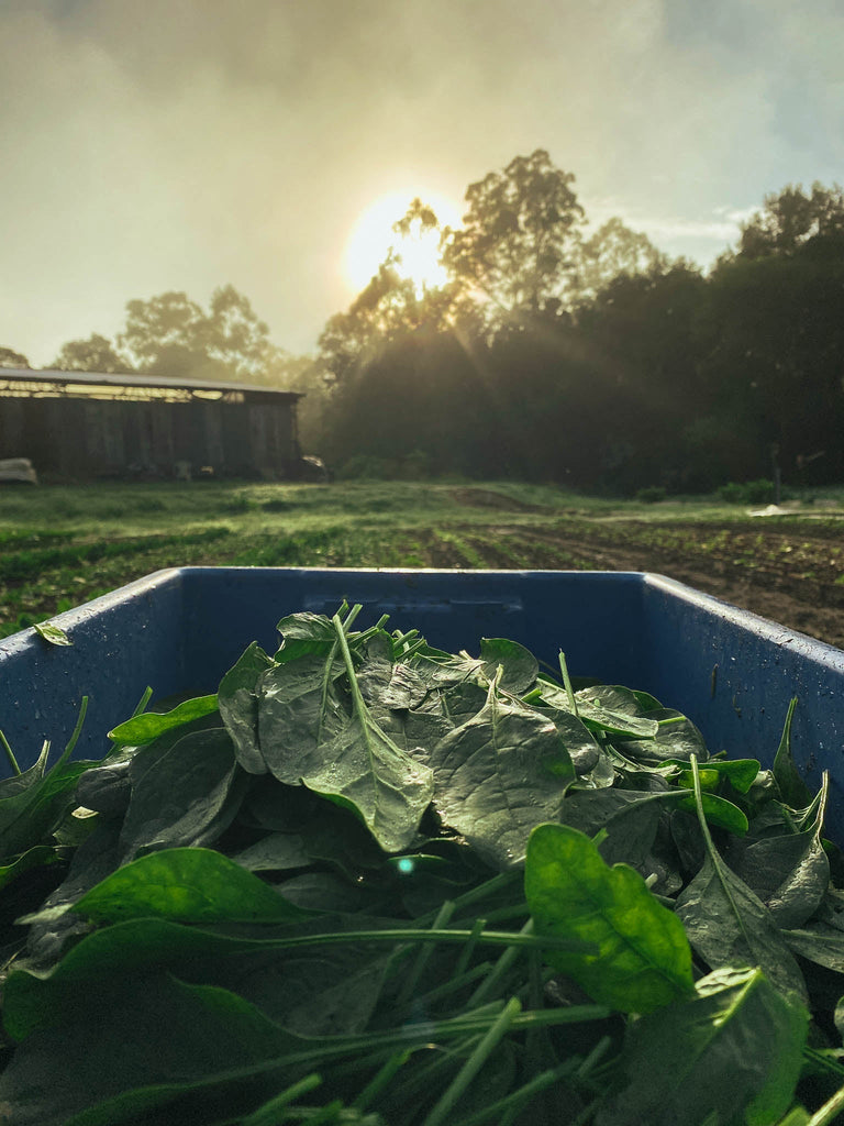 The Farm Beyond Barbed Wire - PART 2