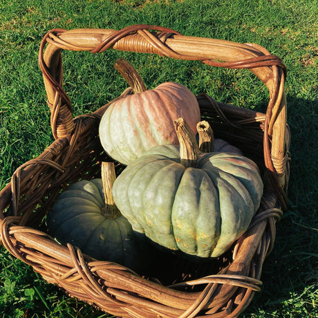Local Farmer Spotlight - A Pumpkin 70 Years in the Making!!