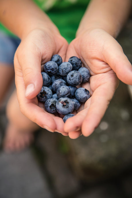 From Bananas to Berries - How farmers survive in the industrial farming system we rely on today