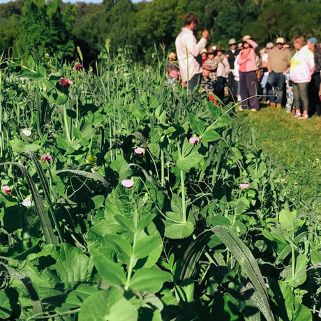 Cover Crops Deserve WAY More Hype!
