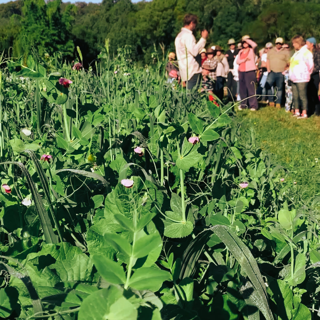 Cover Crops Deserve WAY More Hype!