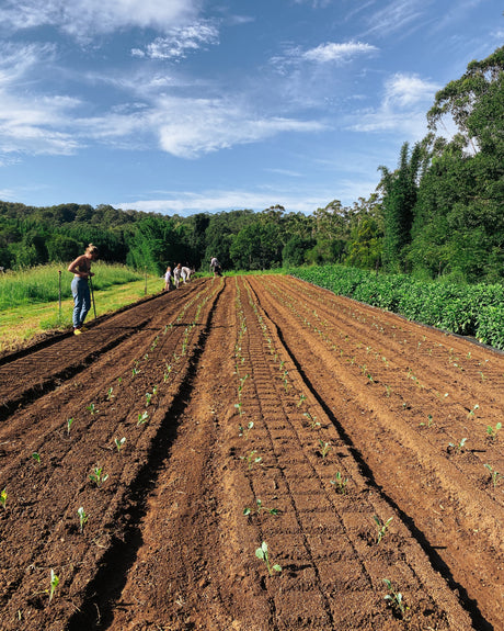 Why Is Eating Locally And Seasonally The Ideal We Aspire To, Yet So Rarely Embody?