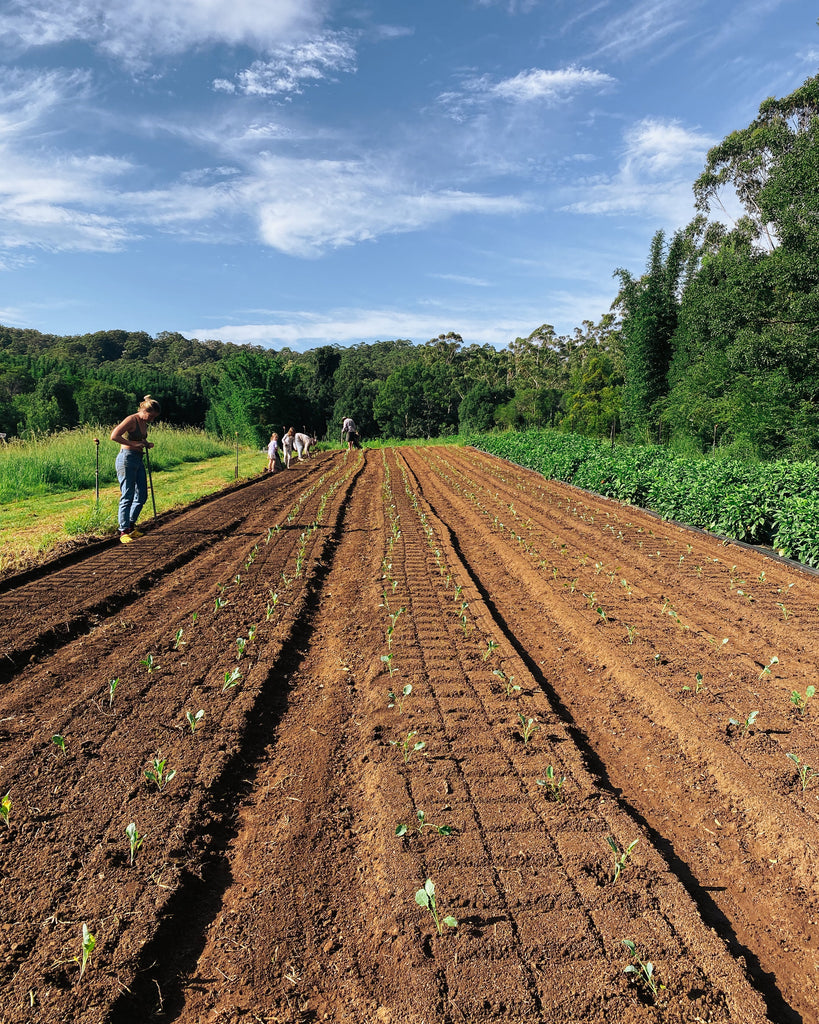 Why Is Eating Locally And Seasonally The Ideal We Aspire To, Yet So Rarely Embody?