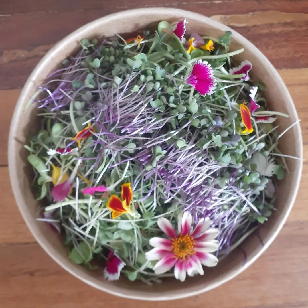 Micro Greens -Women’s Health Mix - Locally Sourced (Petal & Sprout Farm)