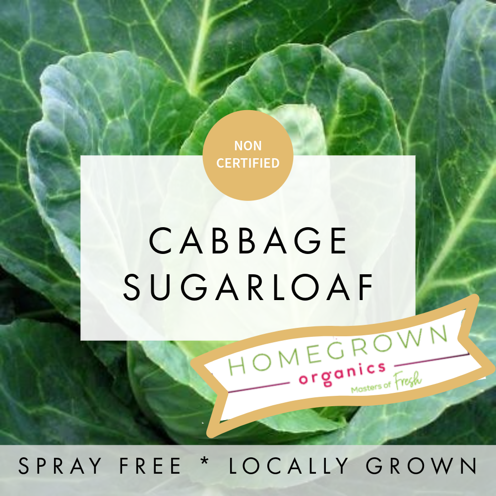 Cabbage - Sugarloaf