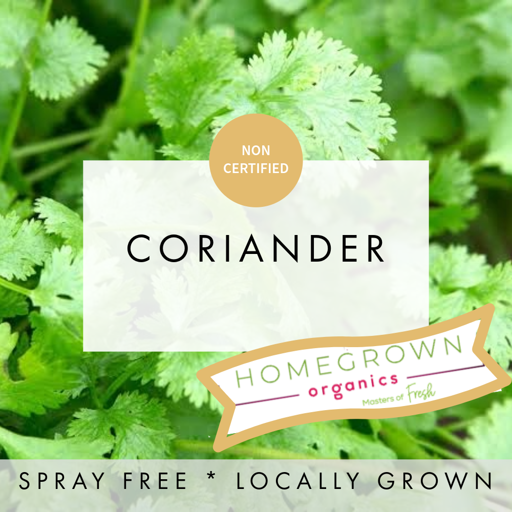 Coriander