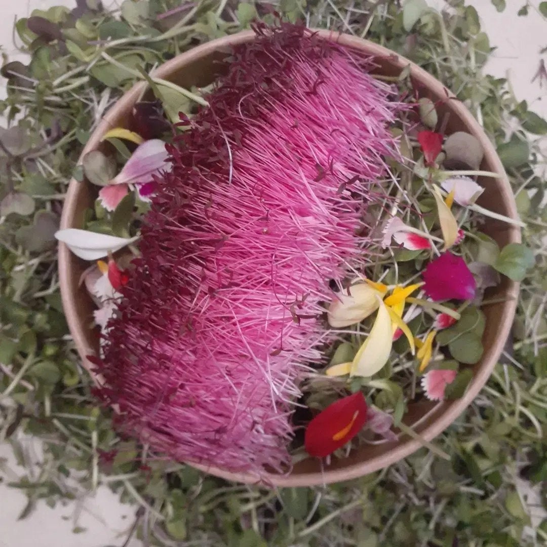 Micro Greens - Immunity Mix - Locally Sourced (Petal & Sprout Farm)