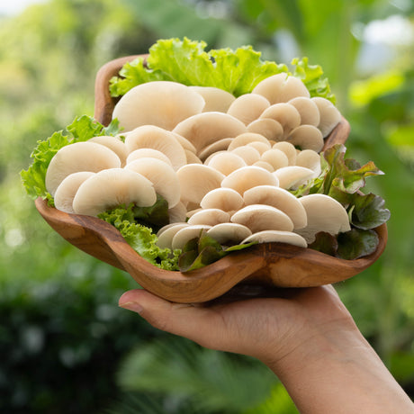Oyster Mushrooms - 150g - Locally Sourced - (Macwood Mushroom co - Hannam Vale)