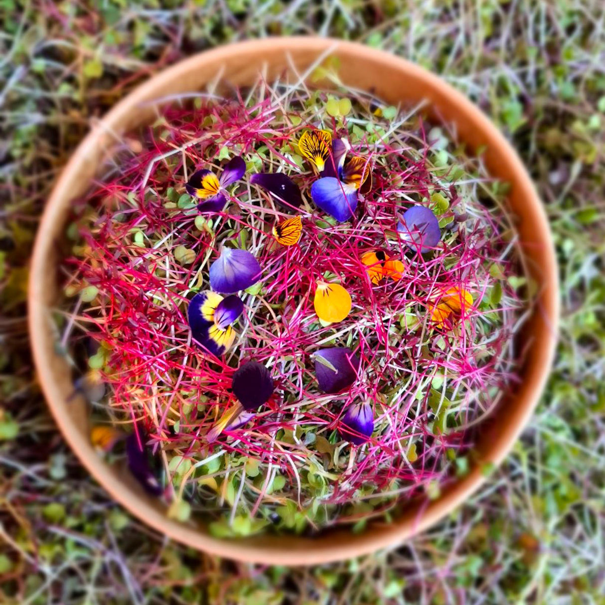 Asian Spicy Mix - Locally Sourced (Petal & Sprout Farm)