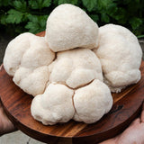 Lions Mane Mushrooms - 250g - Locally Sourced - (Macwood Mushroom co - Hannam Vale)