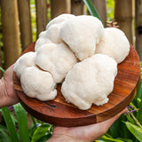 Lions Mane Mushrooms - 250g - Locally Sourced - (Macwood Mushroom co - Hannam Vale)