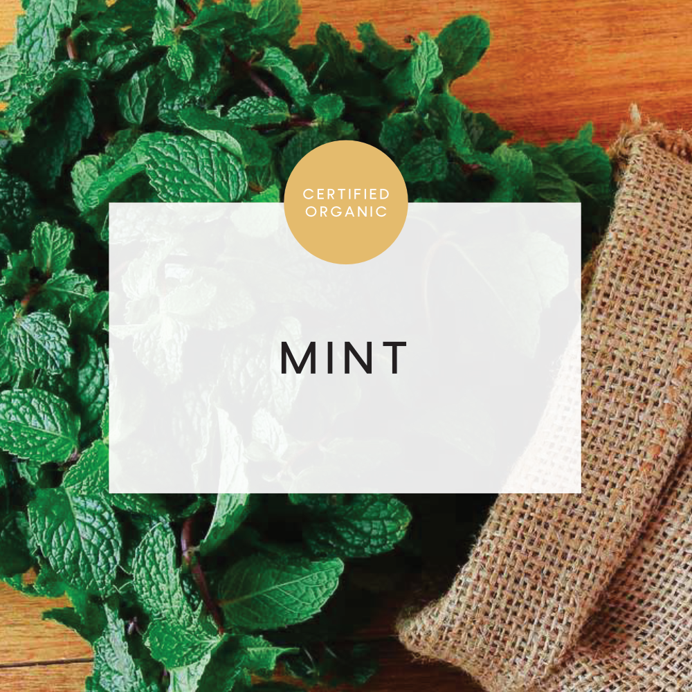 Mint Bunch - coolibah Farm