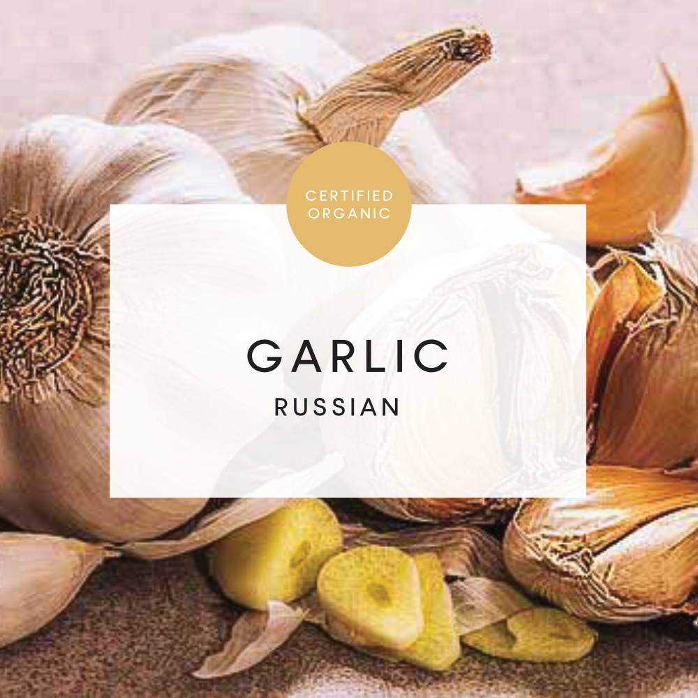 Garlic Russian - (Locally Sourced - Darkwood)