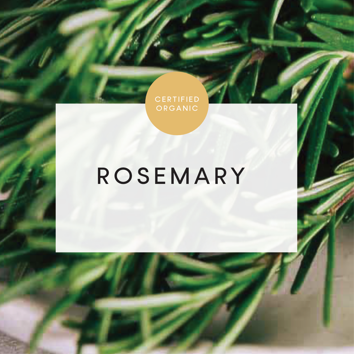 Rosemary Bunch - Sohip Farm
