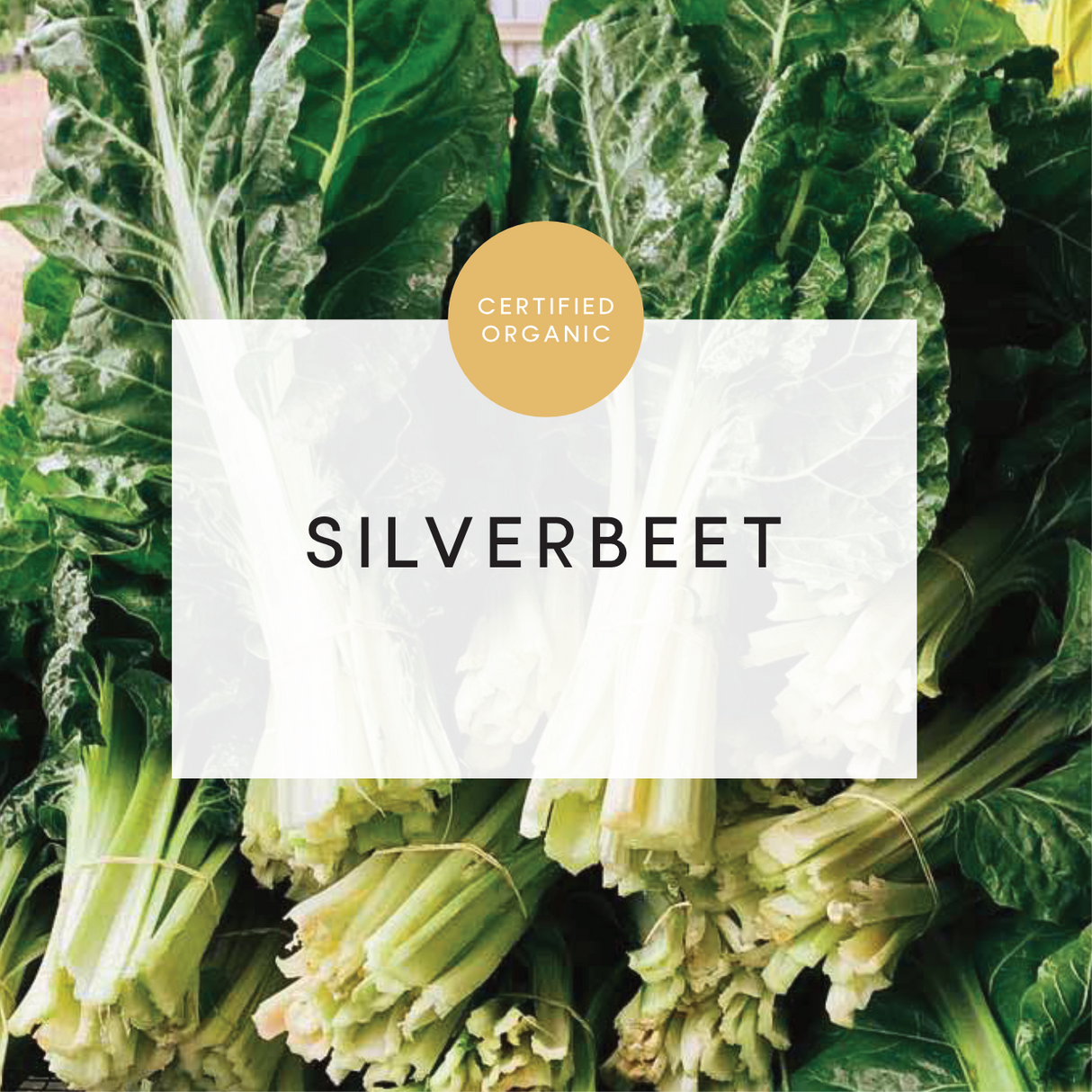 Silverbeet Bunch - (Coolibah Farm - VIC)
