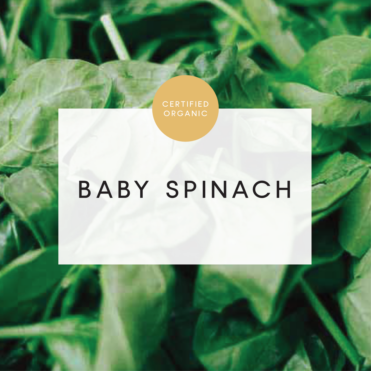 Spinach Baby Leaf 100g - (Coolibah Farm - VIC)