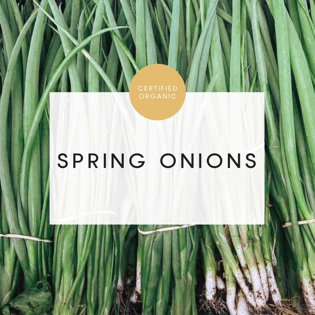 Spring Onion Bunch - (Coolibah Farm)