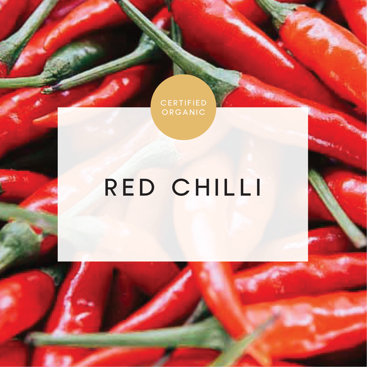 Chilli - Red