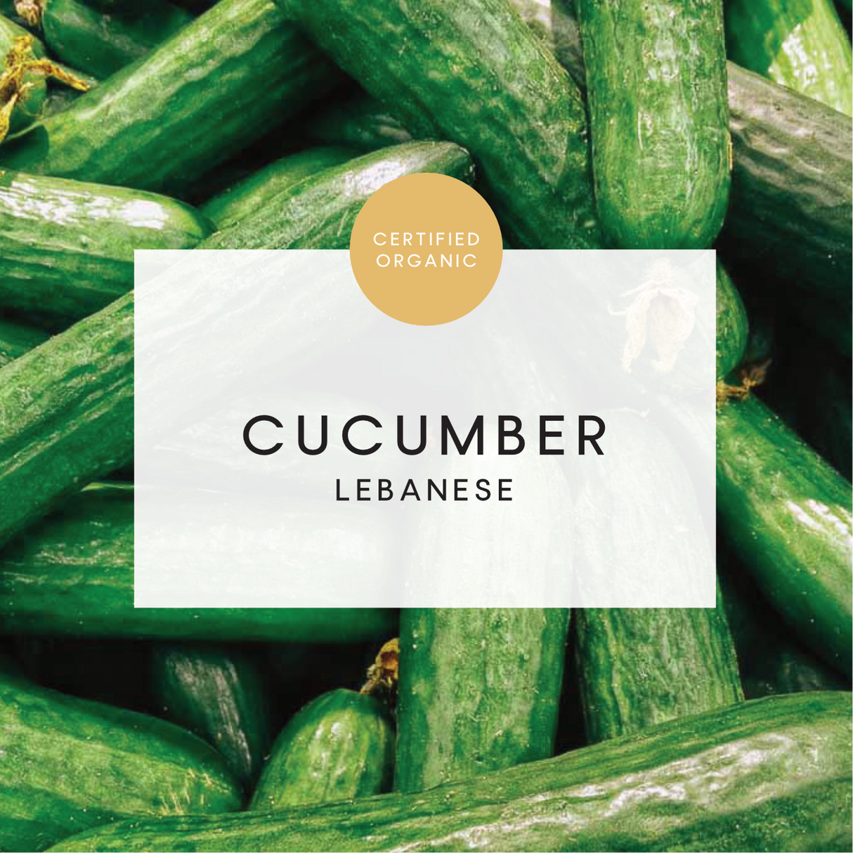 Cucumber Lebanese - 180g - (Eldridge Farm - SA)